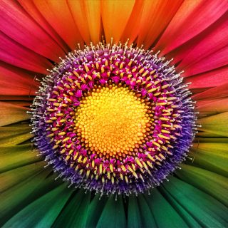 pionniers psychédélique